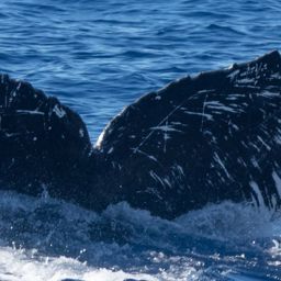Fluke of HW-MN0442740
