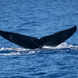 Fluke of HW-MN0442741