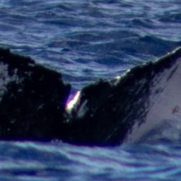 Fluke of HW-MN0442724