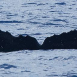 Fluke of HW-MN0442746