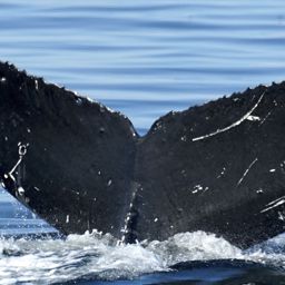 Fluke of HW-MN0442731