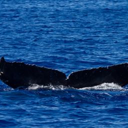 Fluke of HW-MN0442734