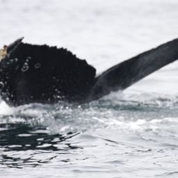 Fluke of CRC-21238