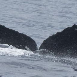 Fluke of HW-MN0442752