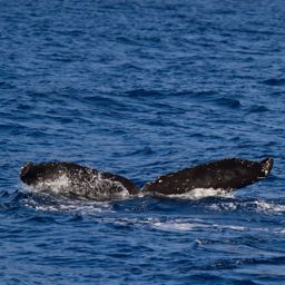 Fluke of HW-MN0442735