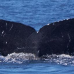 Fluke of HW-MN0442738