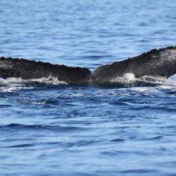 Fluke of PWF-NP_5168