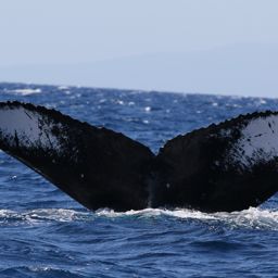Fluke of Kāimana Māma
