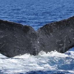 Fluke of PWF-NP_5176