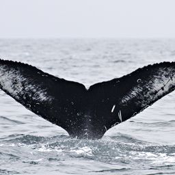 Fluke of CRC-16686