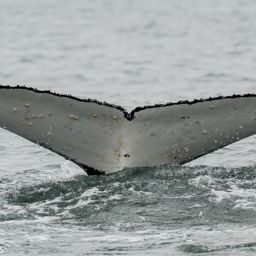 Fluke of HW-MN0800161
