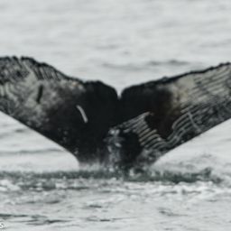 Fluke of Lumpy