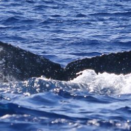 Fluke of PWF-NP_5101