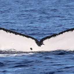 Fluke of SEAK-5387