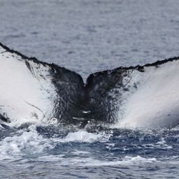 Fluke of PWF-NP_5103