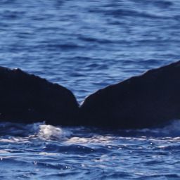 Fluke of PWF-NP_5099