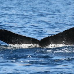 Fluke of PWF-NP_5140