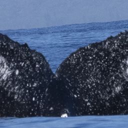 Fluke of PWF-NP_5146