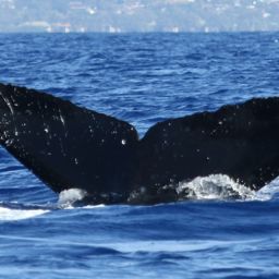 Fluke of PWF-NP_5145