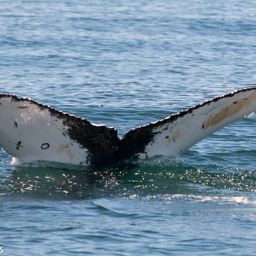 Fluke of HW-MN0800172