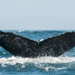 Fluke of HW-MN0800178