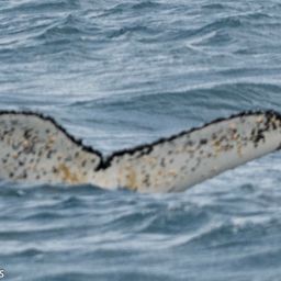 Fluke of HW-MN0800180