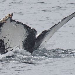 Fluke of CRC-9006
