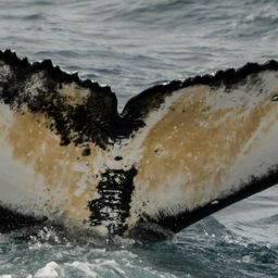 Fluke of HW-MN0800189