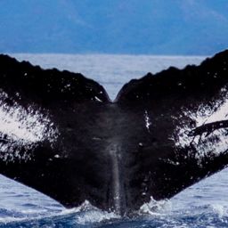 Fluke of Manunauna