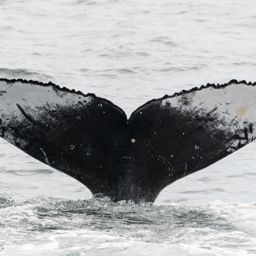Fluke of HW-MN0800335