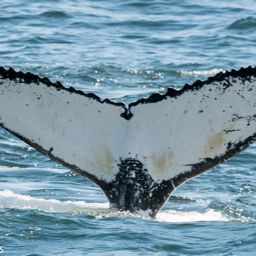 Fluke of HW-MN0800285