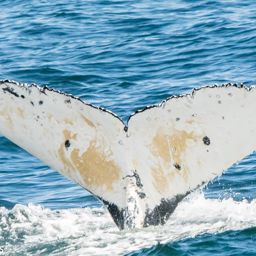 Fluke of HW-MN0800288