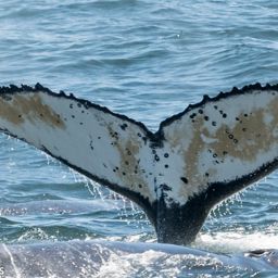 Fluke of HW-MN0800297