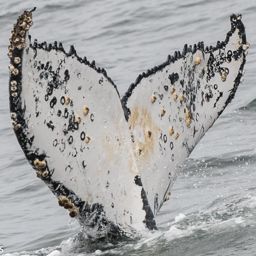 Fluke of HW-MN0800322