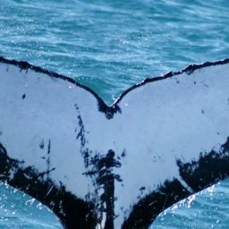 Fluke of HW-MN1102042