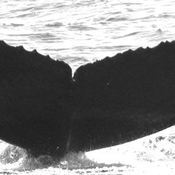 Fluke of CRC-9031