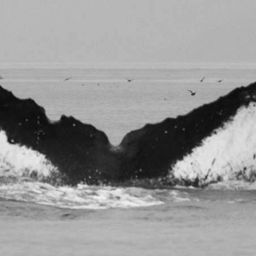 Fluke of Ahaainakoa