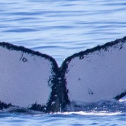 Fluke of HIHWNMS-2021-1-8_G02A01