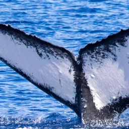 Fluke of HIHWNMS-2021-1-14_G05A04