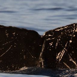Fluke of HIHWNMS-2021-1-14_G05A02