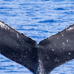 Fluke of HIHWNMS-2021-1-14_G05A01