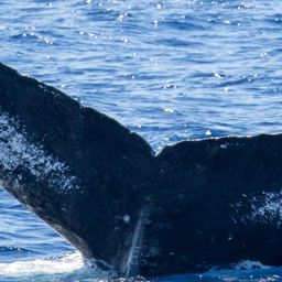 Fluke of HIHWNMS-2021-2-12_G05A01