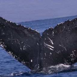 Fluke of HIHWNMS-2021-1-22_G04A03