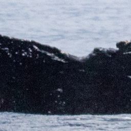 Fluke of HIHWNMS-2021-1-8_G05A02
