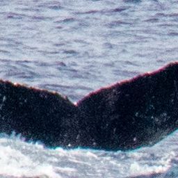 Fluke of HIHWNMS-2021-2-19_G12A05