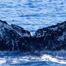 Fluke of HIHWNMS-2020-12-22_G05A01