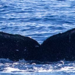 Fluke of HIHWNMS-2021-2-5_G04A01