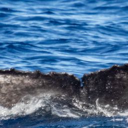 Fluke of HIHWNMS-2021-2-12_G01A01