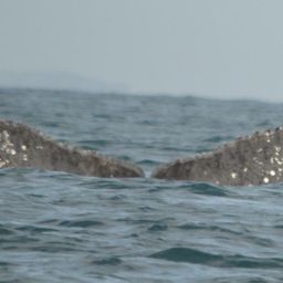 Fluke of CRC-11642
