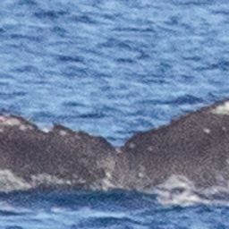 Fluke of HIHWNMS-2021-2-14_O09